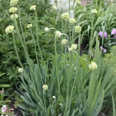 Лук слизун в Жодино