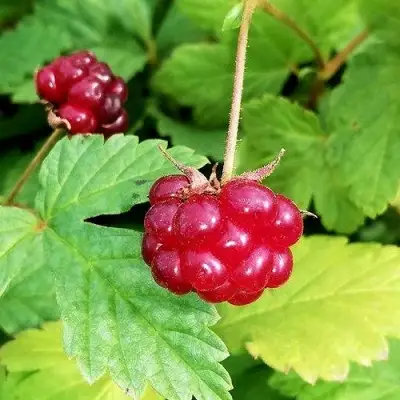 Княженика АННА в Жодино