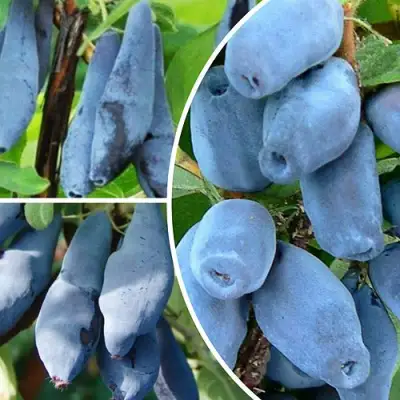 Комплект СИЯНИЕ ГЛАЗ в Жодино