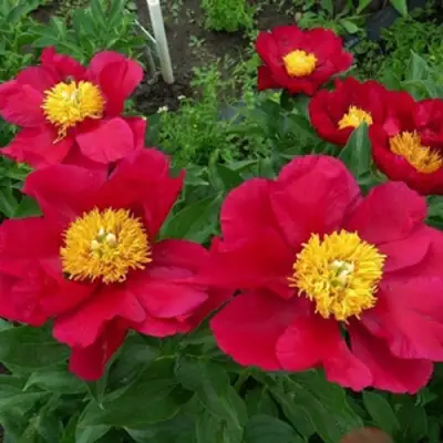 Пион АМЕРИКА травянистый в Жодино