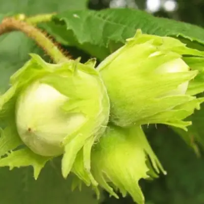 Фундук КАТАЛОНСКИЙ в Жодино