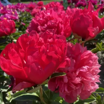 Пион БЕЛГРАВИЯ травянистый в Жодино