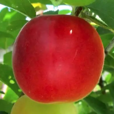 Плумкот БИРИКОККОЛО БОЛОГНЕС в Жодино