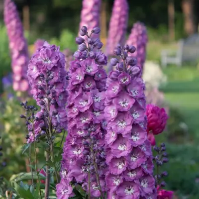 Дельфиниум ДЕЛЬФИС ПИНК ПАУЭ высокий в Жодино