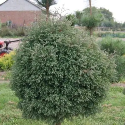 Туя вересковидная в Жодино