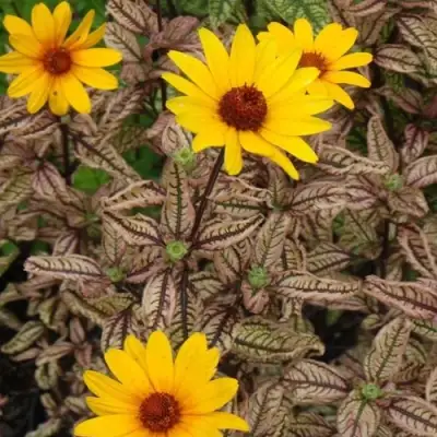 Гелиопсис САММЕР ПИНК в Жодино