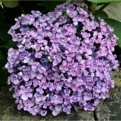 Гортензия АИША крупнолистная  в Жодино
