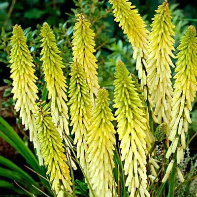 Книфофия ЛИТТЛ МЕЙД гибридная в Жодино