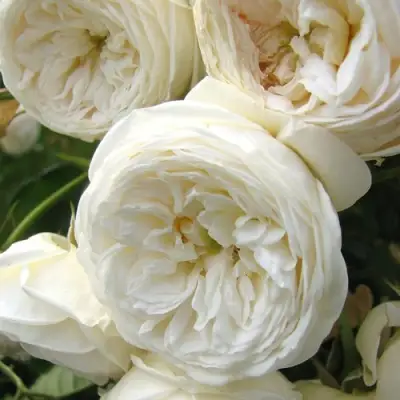 Роза АРТЕМИС шраб в Жодино