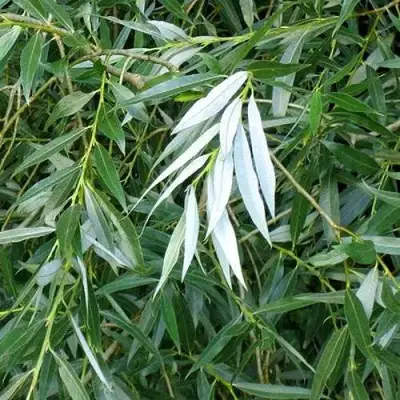 Ива ломкая  в Жодино