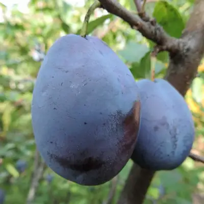 Слива АМЕРС в Жодино