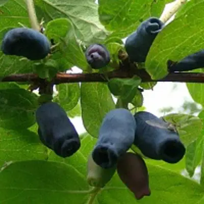 Жимолость съедобная НАРЫМСКАЯ в Жодино