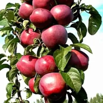 Яблоня МОСКОВСКОЕ ОЖЕРЕЛЬЕ колонновидная в Жодино