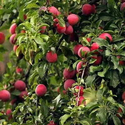 Слива КЛЕОПАТРА в Жодино