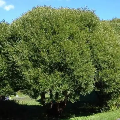 Ива ломкая  в Жодино