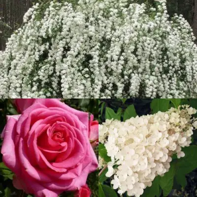 Комплект ВЕЧНАЯ КЛАССИКА в Жодино