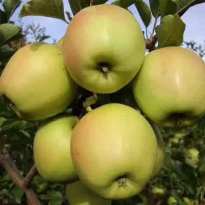 Яблоня СКИФСКОЕ ЗОЛОТО в Жодино