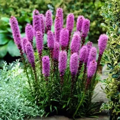 Лиатрис РОЗЕА колосковая в Жодино