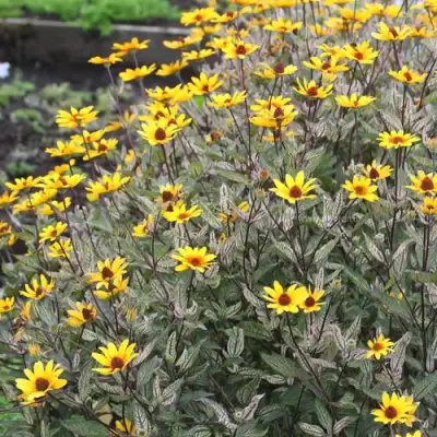 Гелиопсис САММЕР ПИНК в Жодино