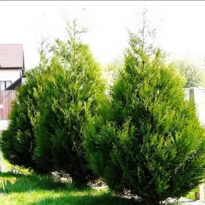 Туя АТРОВИРЕНС складчатая в Жодино