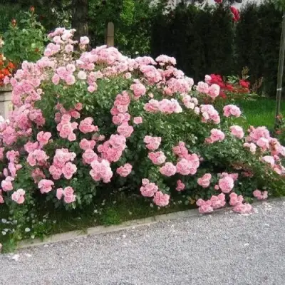 Роза БОНИКА флорибунда в Жодино