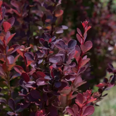 Барбарис ХЕЛМОНД ПИЛЛАР тунберга в Жодино