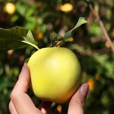 Яблоня РОССИЯНКА в Жодино