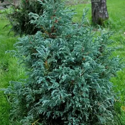 Кипарисовик БЕБИ БЛЮ горохоплодный в Жодино