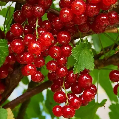 Смородина красная НАТАЛИ в Жодино