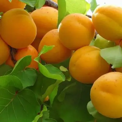 Абрикос ЖИГУЛЕВСКИЙ СУВЕНИР в Жодино