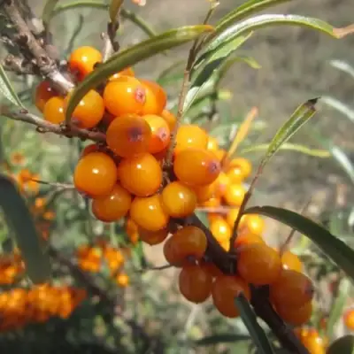 Облепиха СУДАРУШКА в Жодино