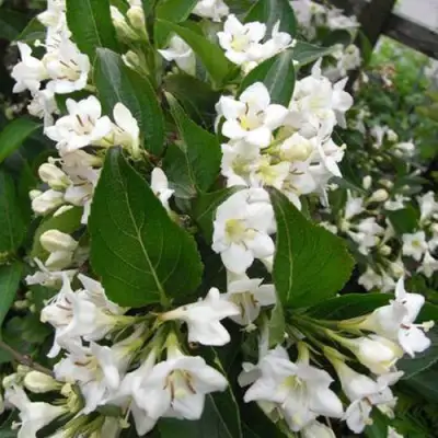 Вейгела БРИСТОЛЬСКАЯ СНЕЖИНКА в Жодино