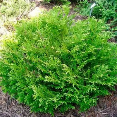 Туевик НАНА долотовидный  в Жодино