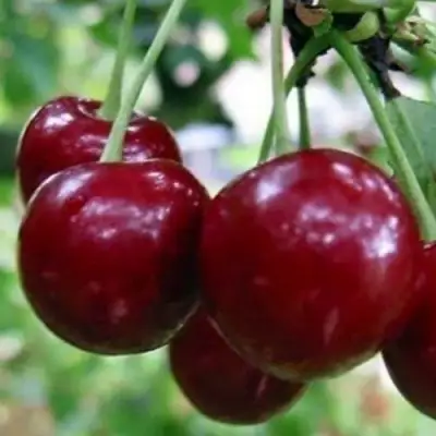 Вишня ГРИОТ БЕЛОРУССКИЙ в Жодино