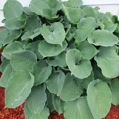 Хоста МУНЛАЙТ СОНАТА гибридная в Жодино