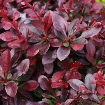 Барбарис АТРОПУРПУРЕА НАНА тунберга в Жодино