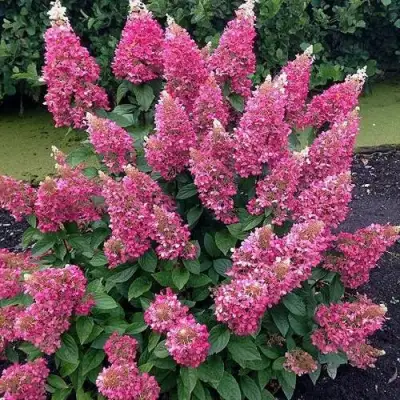 Гортензия МЕГА МИНДИ метельчатая в Жодино