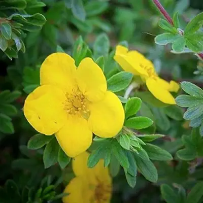 Лапчатка ГОЛДСТАР кустарниковая в Жодино