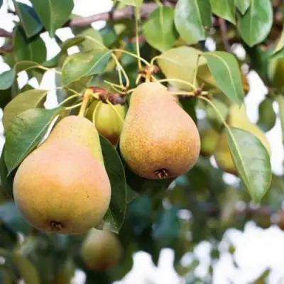 Груша ВЫСТАВОЧНАЯ в Жодино