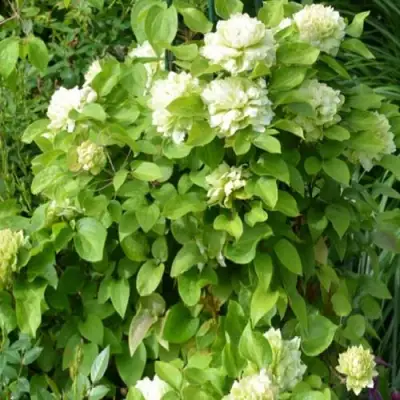 Клематис КОХАНА в Жодино