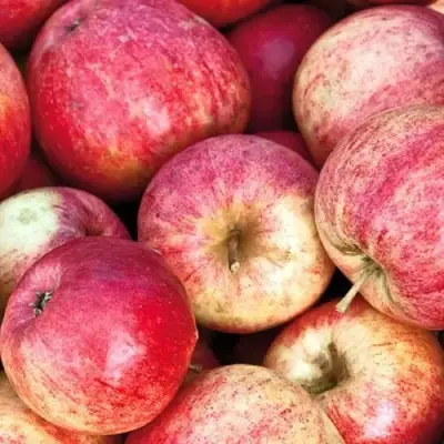 Яблоня ШТРИФЕЛЬ в Жодино