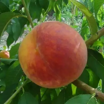 Персик ВАЙН ГОЛД Т3 в Жодино