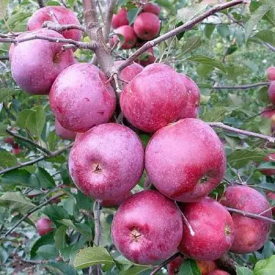 Яблоня ФЛОРИНА в Жодино