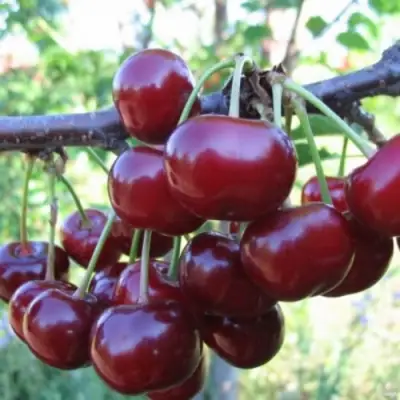 Вишня НОРД СТАР в Жодино