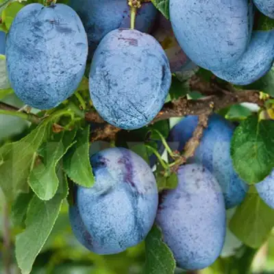 Слива ОДА в Жодино