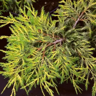 Можжевельник КИНГ ОФ СПРИНГ средний в Жодино