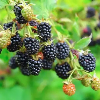 Ежевика АПАЧИ бесшипная  в Жодино