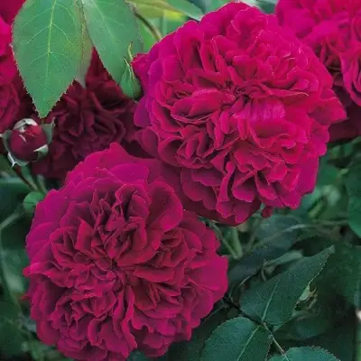 Роза ВИЛЬЯМ ШЕКСПИР английская в Жодино