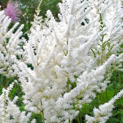 Астильба ДИАМАНТ Арендса в Жодино