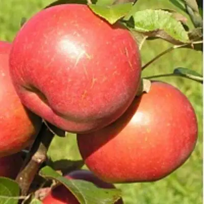 Яблоня РЕДКРАФТ в Жодино
